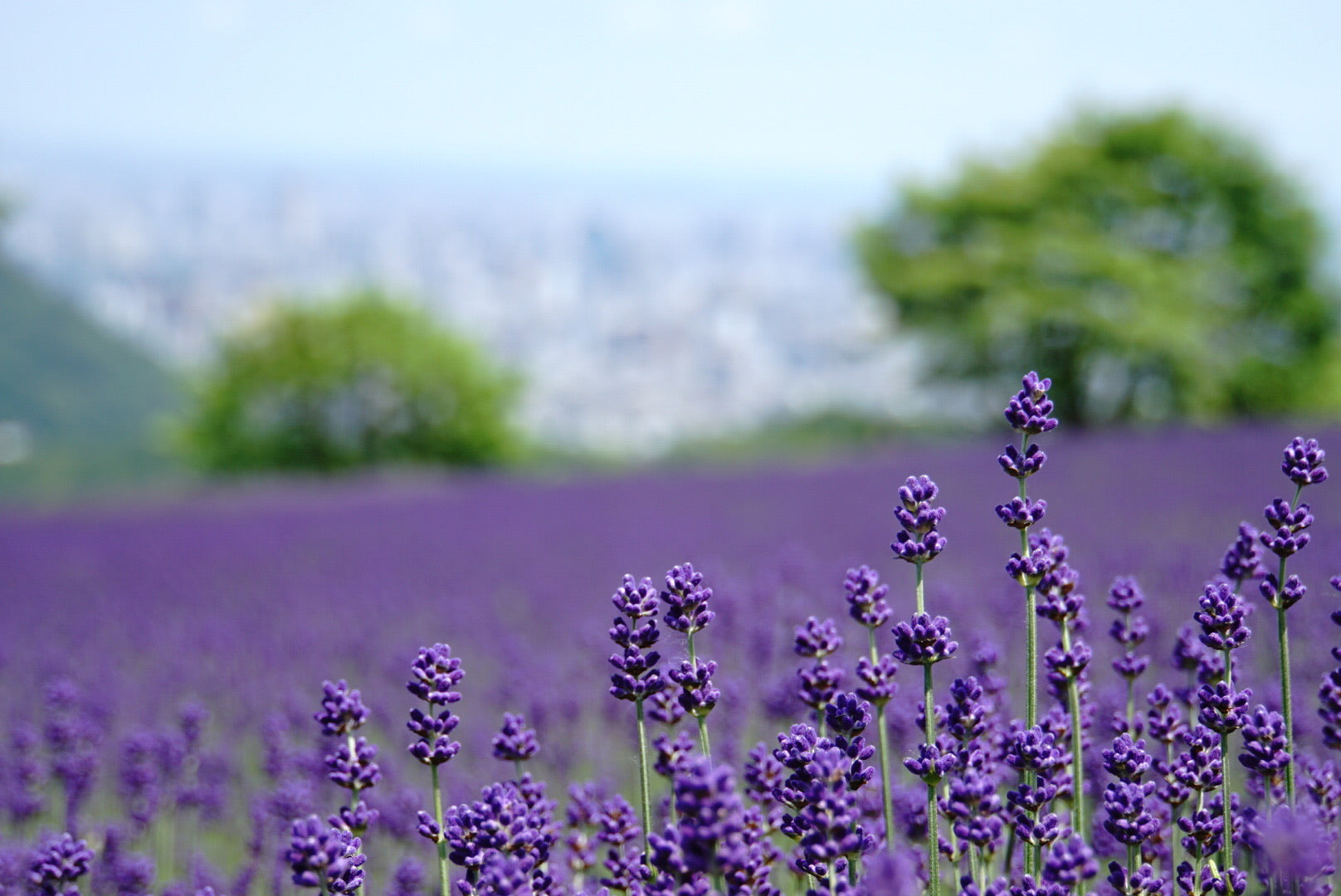 北海道2024富良野 | 富田農場 | 薰衣草花海賞花攻略