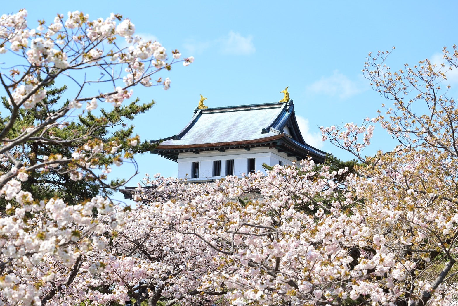 2024北海道春天櫻花景點15選
