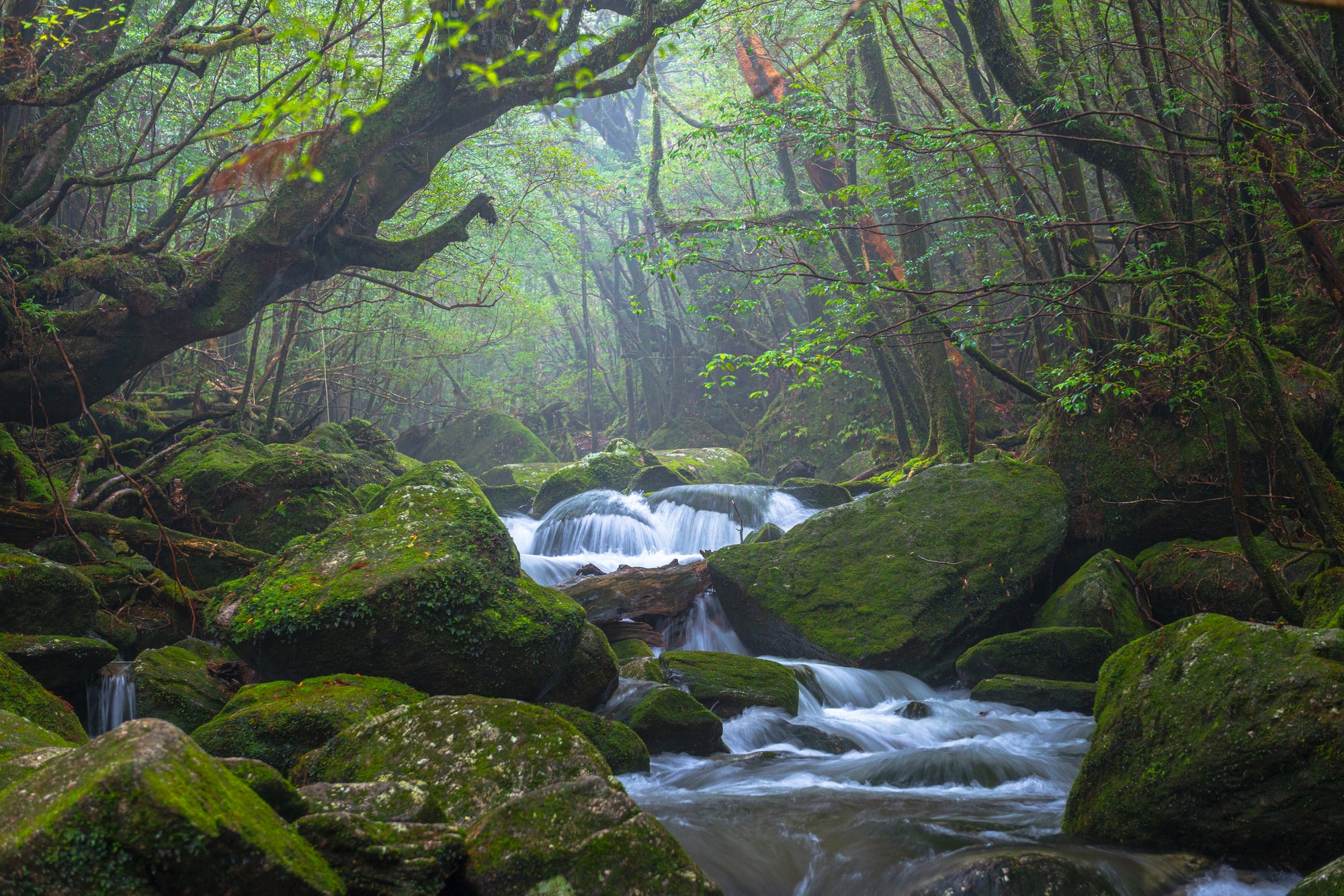 【屋久島的魅力連載】小編的屋久島遊記🤩