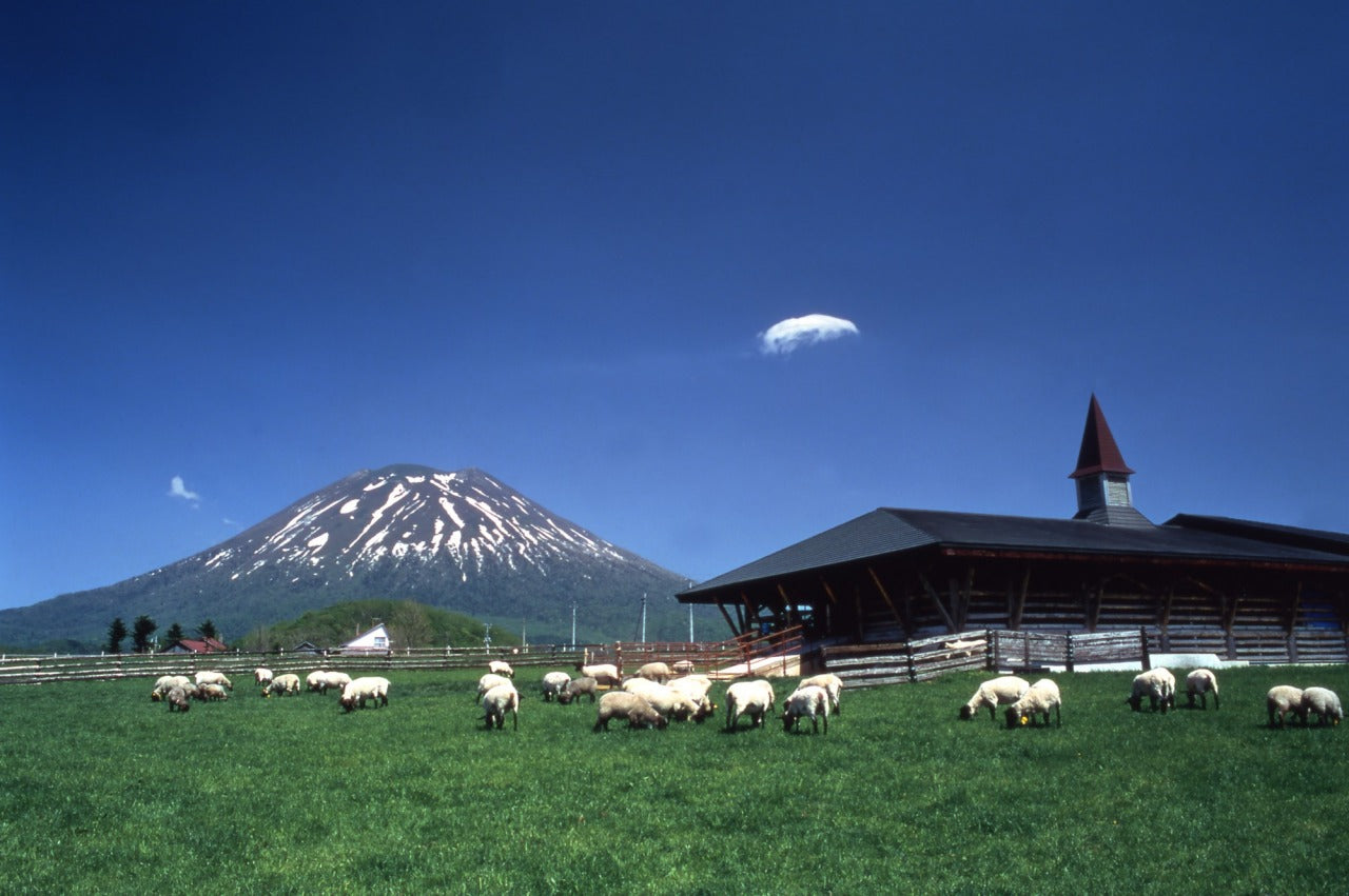 北海道 包車|新千歲機場&札幌市區出發・自由客製一日遊