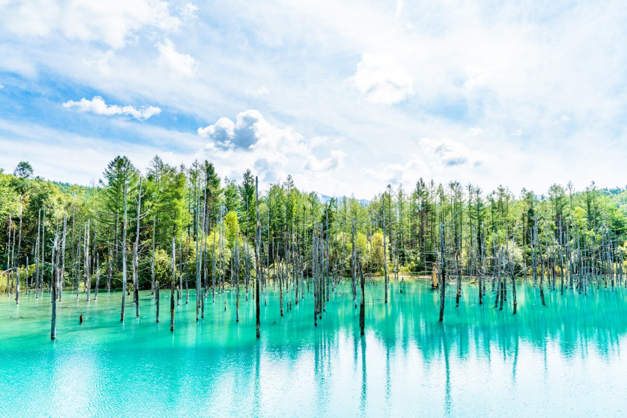 旭川市區出發|一日包車觀光