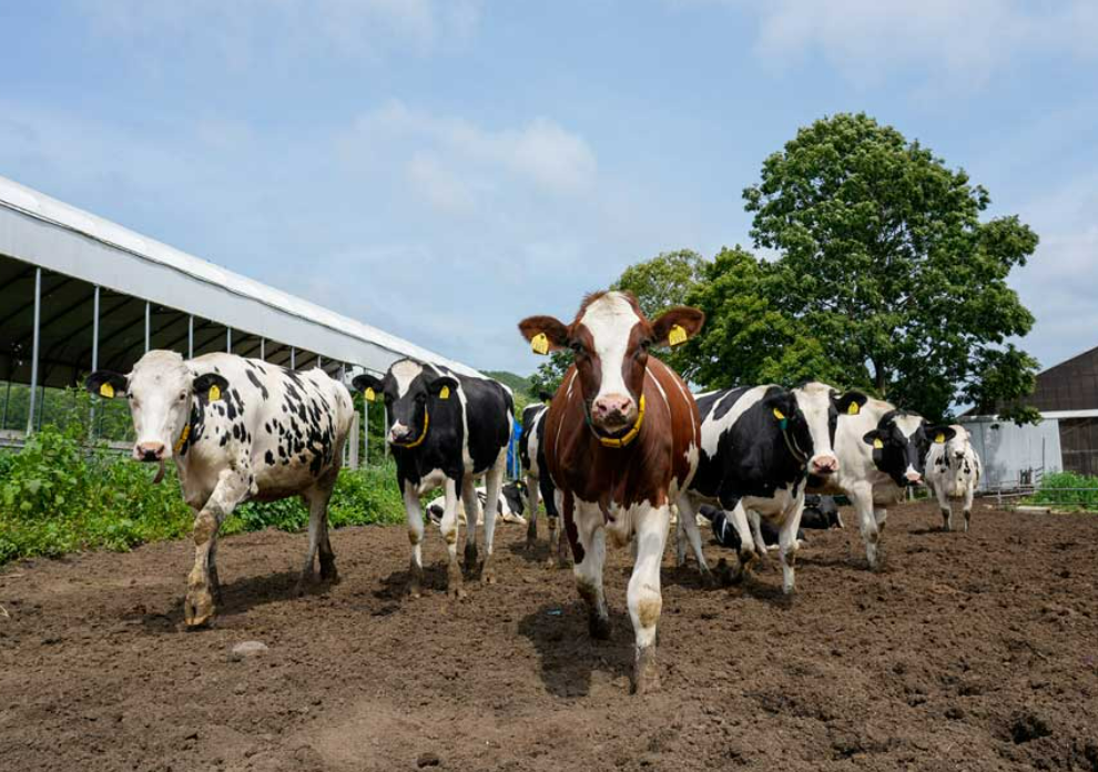 已截止【2023冬季.北海道人文旅行】