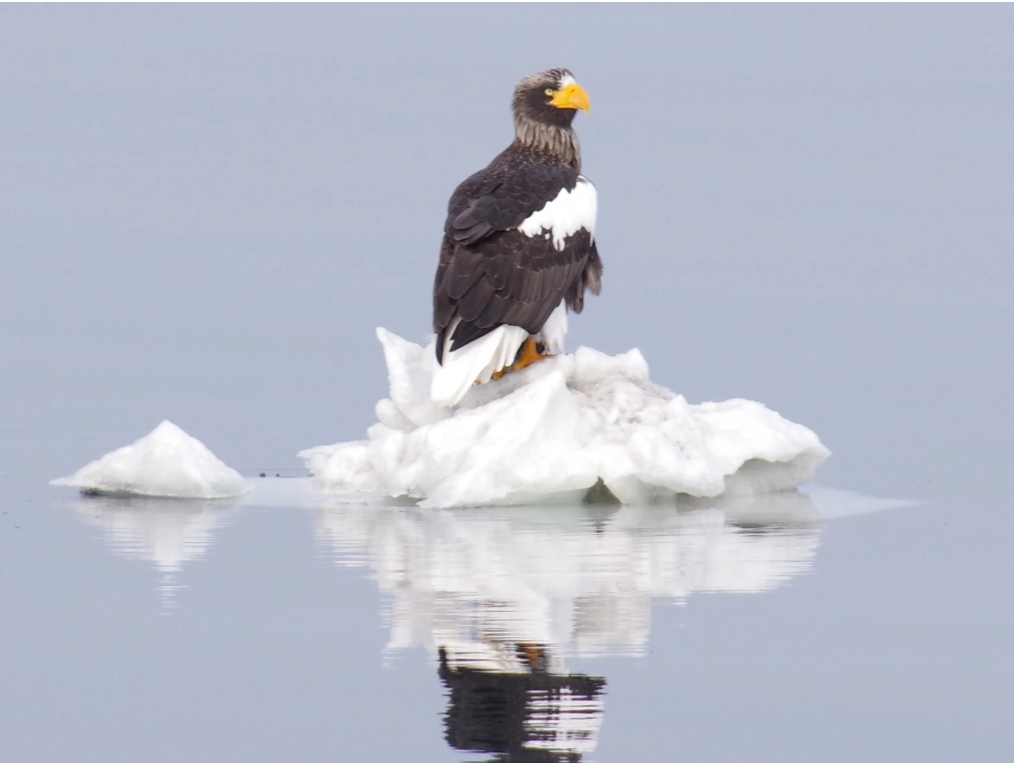 乘風破「冰」!只有在北海道的ーAURORA破冰船體驗