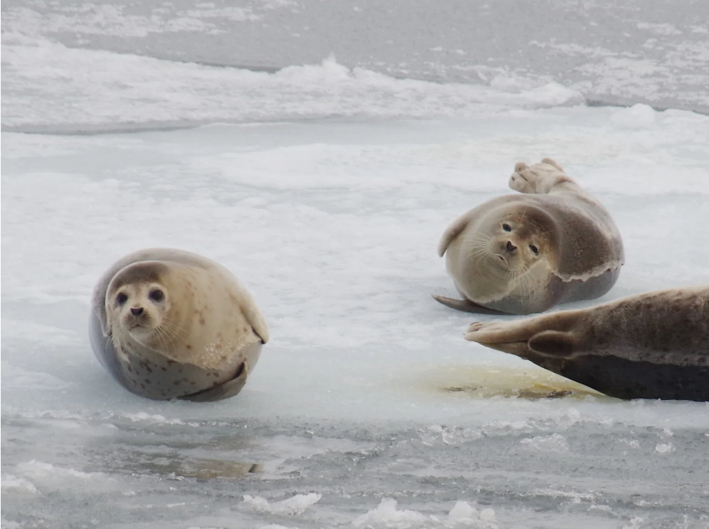乘風破「冰」!只有在北海道的ーAURORA破冰船體驗