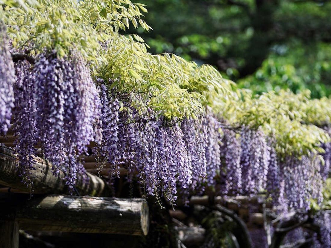 金澤・兼六園內老舖「兼六亭」吃早餐|土鍋炊飯治部煮膳/加賀棒茶粥膳