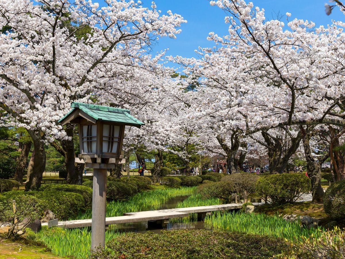 金澤・兼六園內老舖「兼六亭」吃早餐|土鍋炊飯治部煮膳/加賀棒茶粥膳