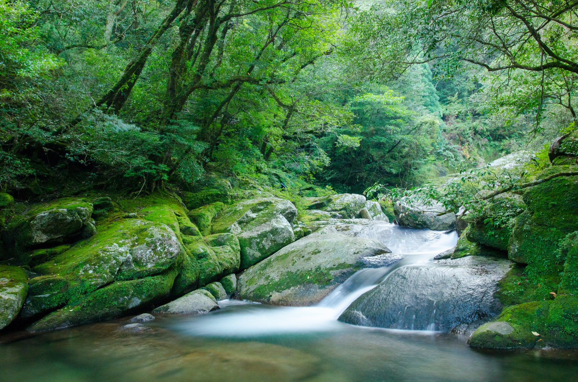 【鹿兒島微醺】苔原林地與遠方的潮聲:橫越山海的靈魂秘境 |三天兩夜山海之旅|鹿兒島縣屋久島|島嶼的小酌時光