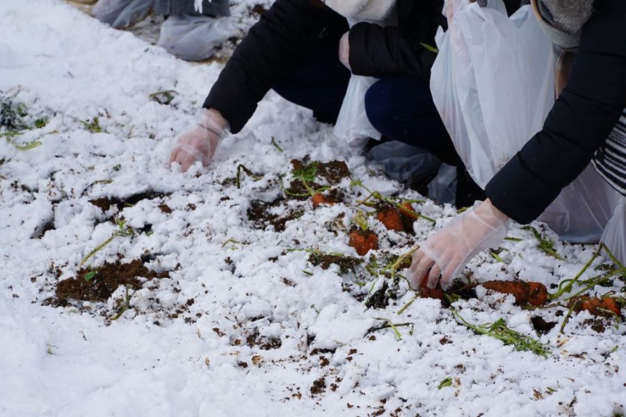 新潟・津南|雪下胡蘿蔔掘掘樂體驗|甜度12°冬藏蔬菜 × 豪雪限定親子活動