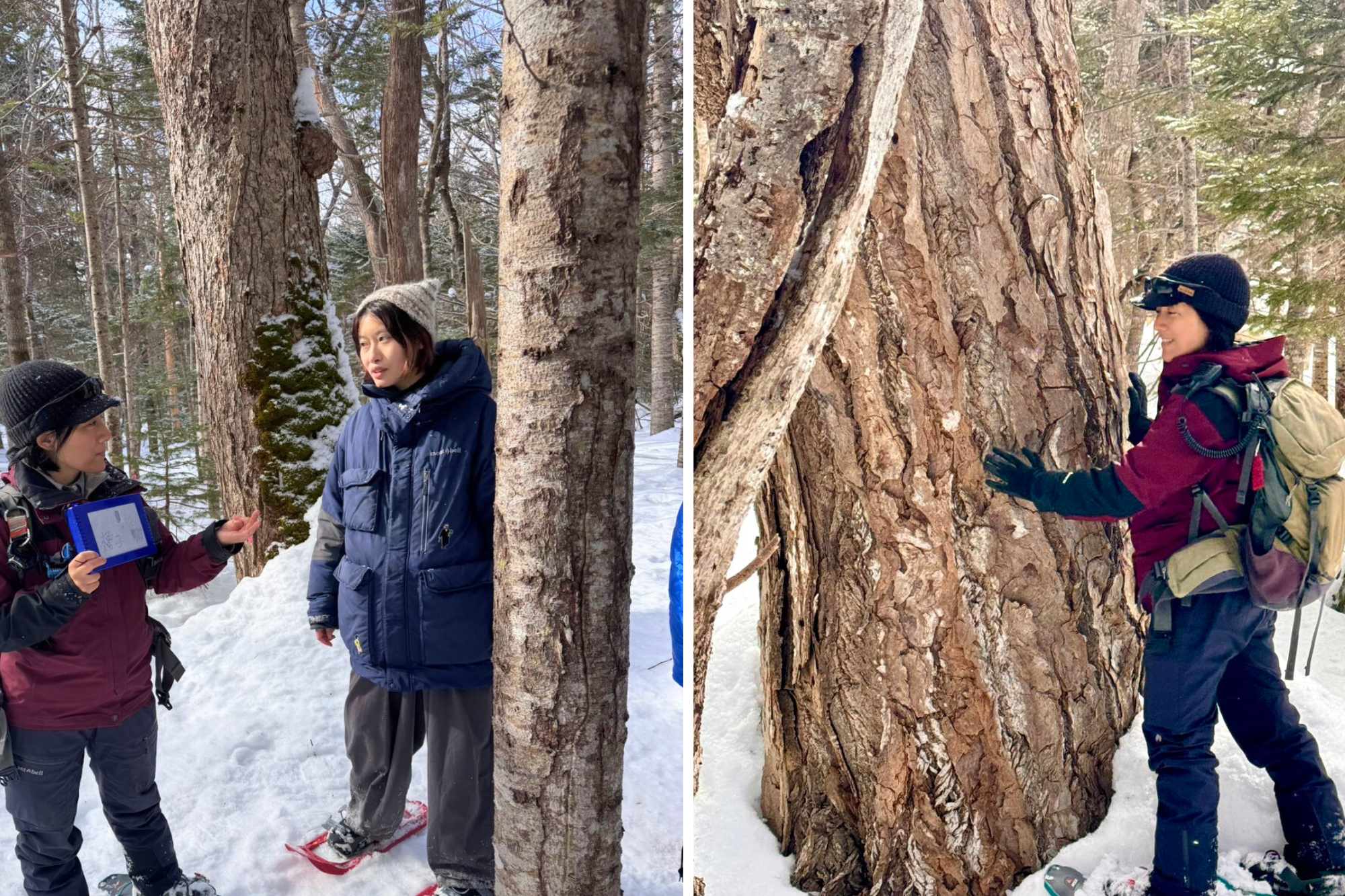 2026 北海道道東冬季奇幻之旅 | 絕美雪景與美食盛宴 | 5天4夜