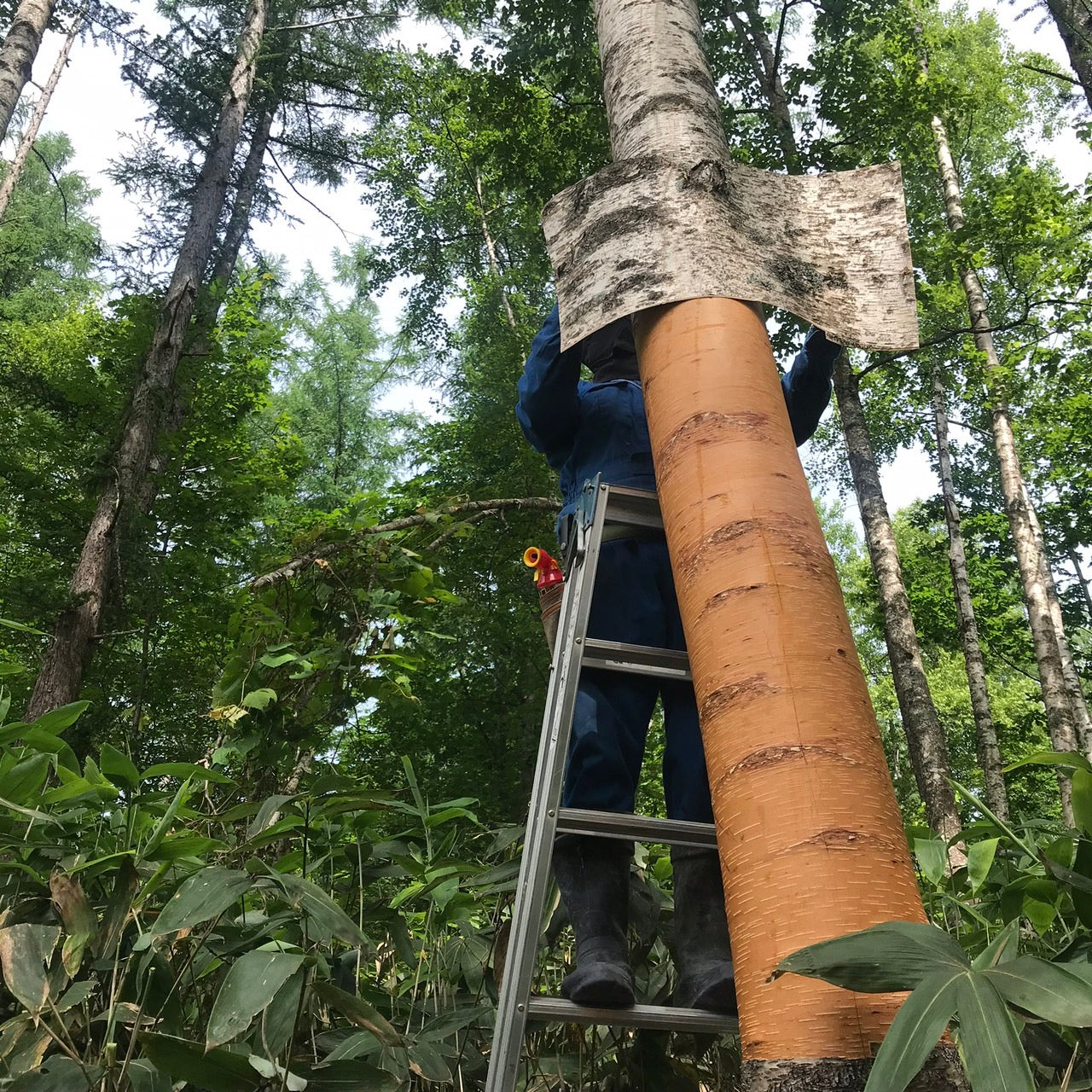 【北海道靜歲】風華絕代的白樺樹影:百年農園的休憩時光 單堂文化體驗|愛別町|自然飾品製作體驗|
