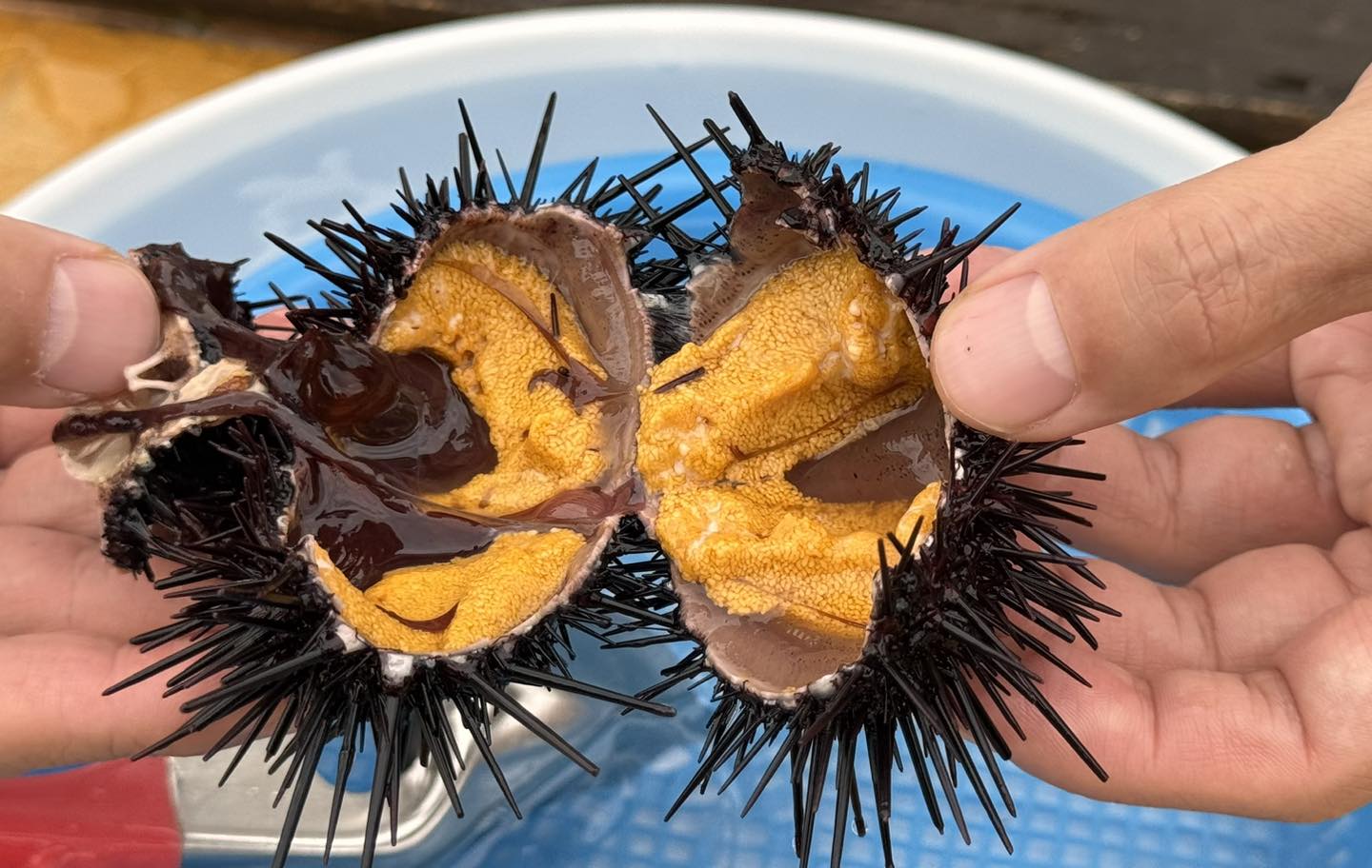 夏末秋初北海道| 7天6夜|日本最北秘境 × 美食體驗