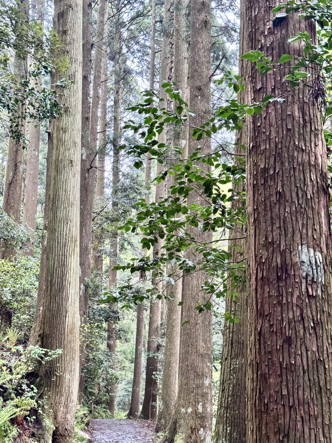 隠岐諸島3天2夜|世界級離島祕境之旅