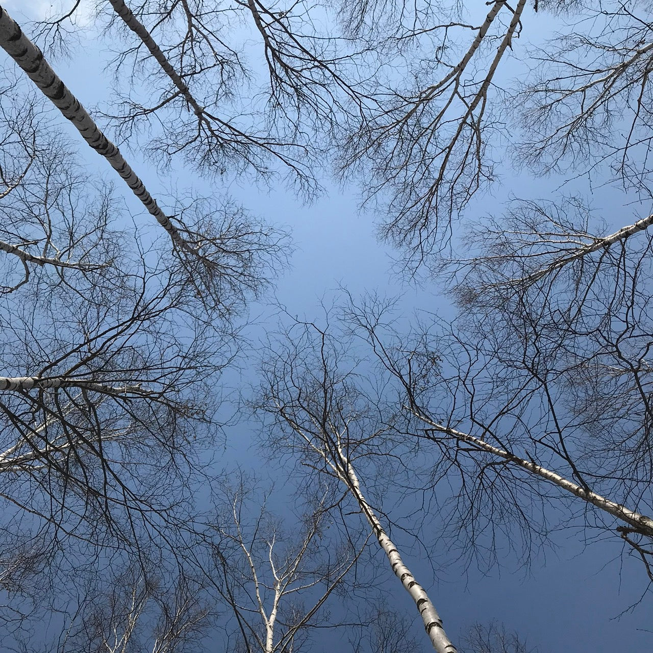 【北海道靜歲】風華絕代的白樺樹影:百年農園的休憩時光 單堂文化體驗|愛別町|自然飾品製作體驗|