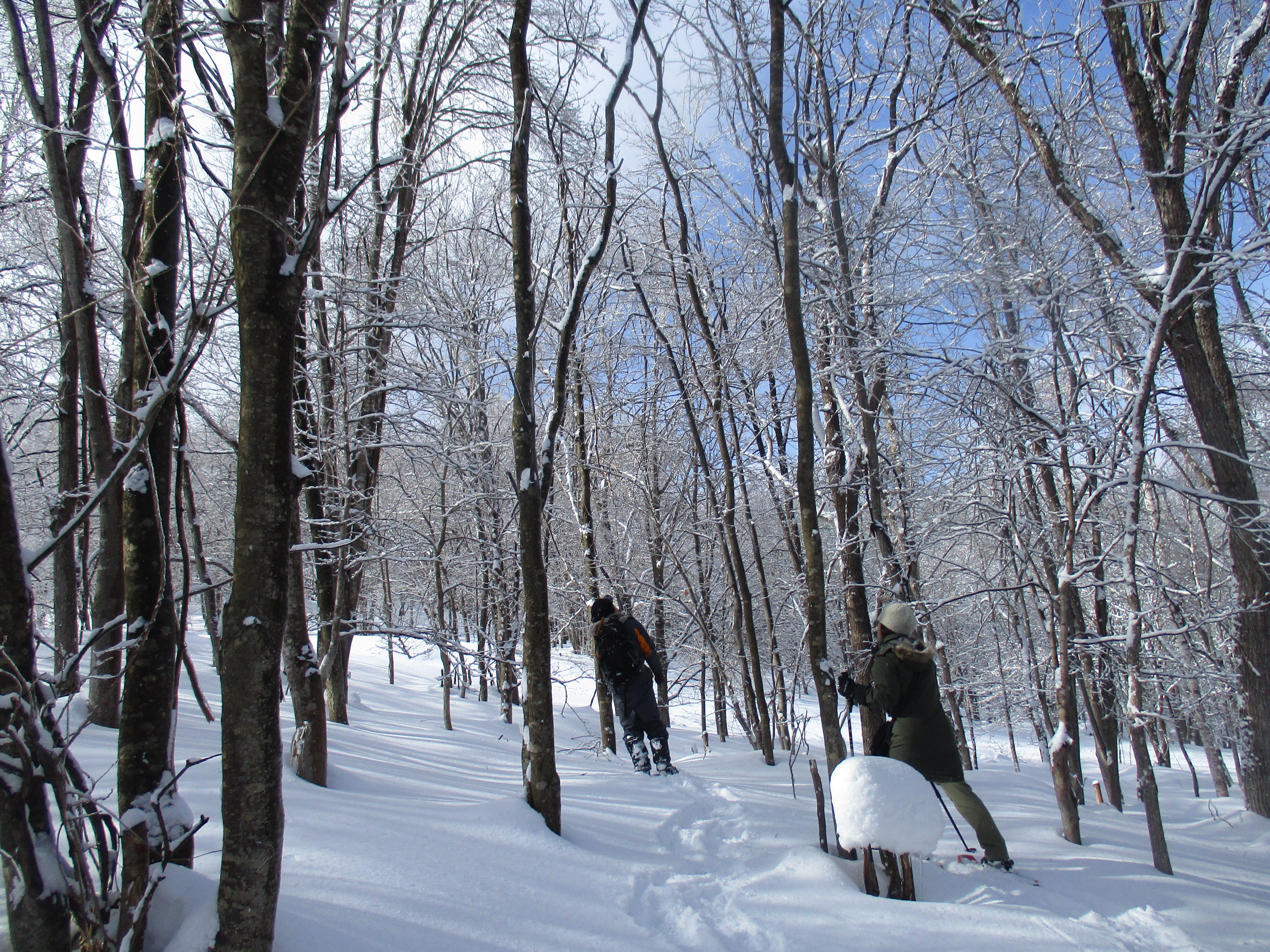 【北海道問森】我家的森林:冬季山林雪鞋散策 單堂戶外活動|旭川市|冬季限定戶外活動|