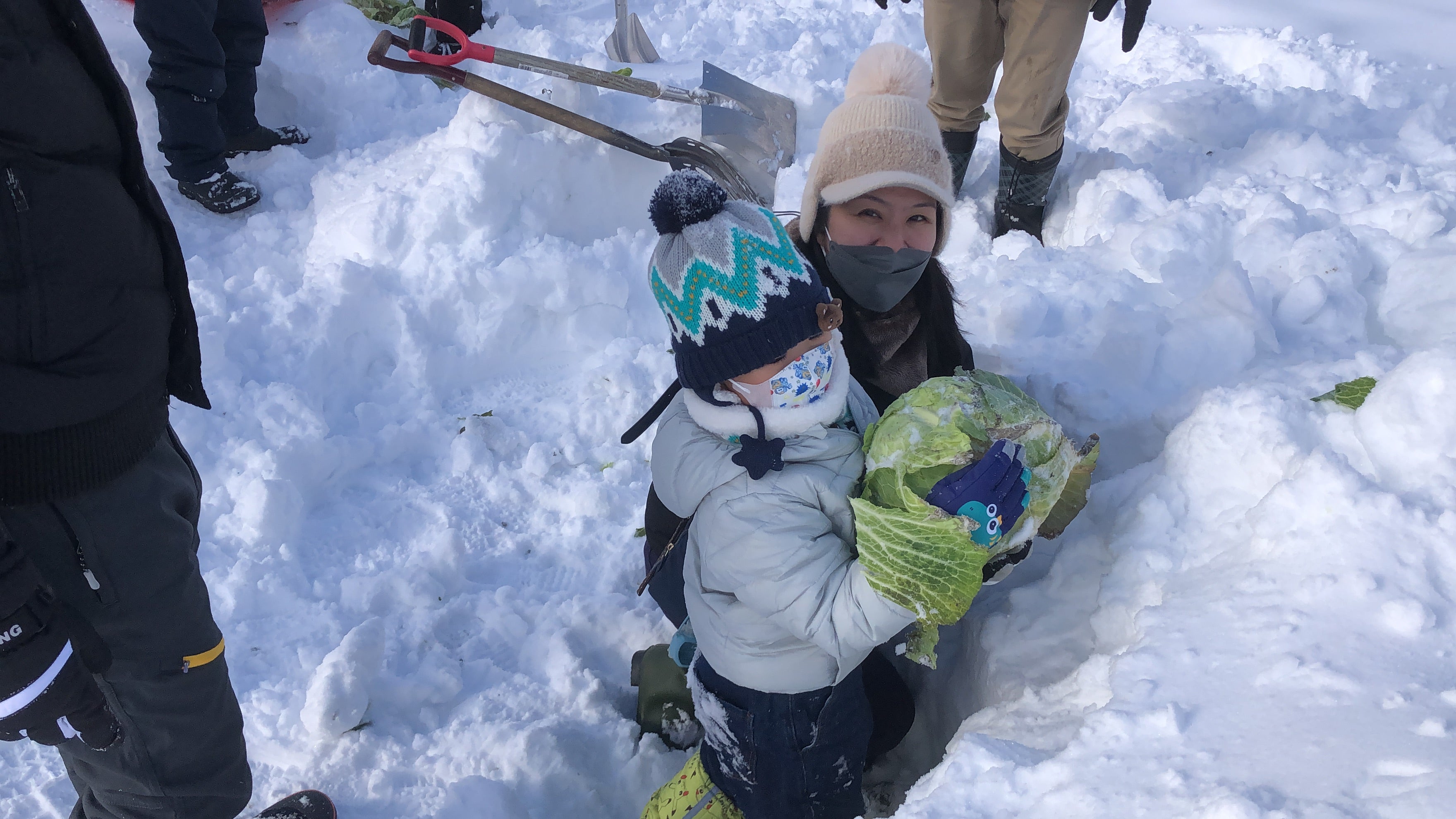 北海道|富良野冬季限定雪下越冬高麗菜收穫體驗
