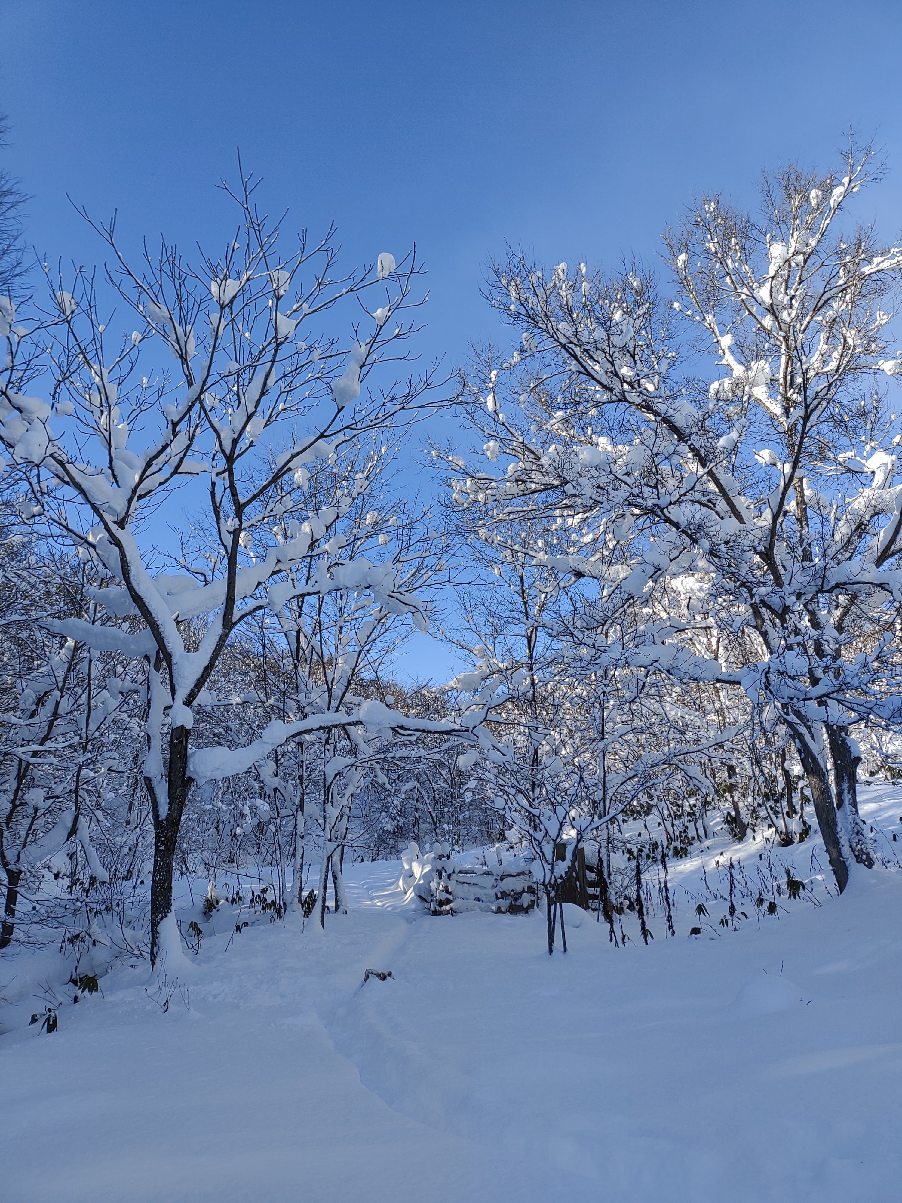 【北海道問森】我家的森林:冬季山林雪鞋散策 單堂戶外活動|旭川市|冬季限定戶外活動|