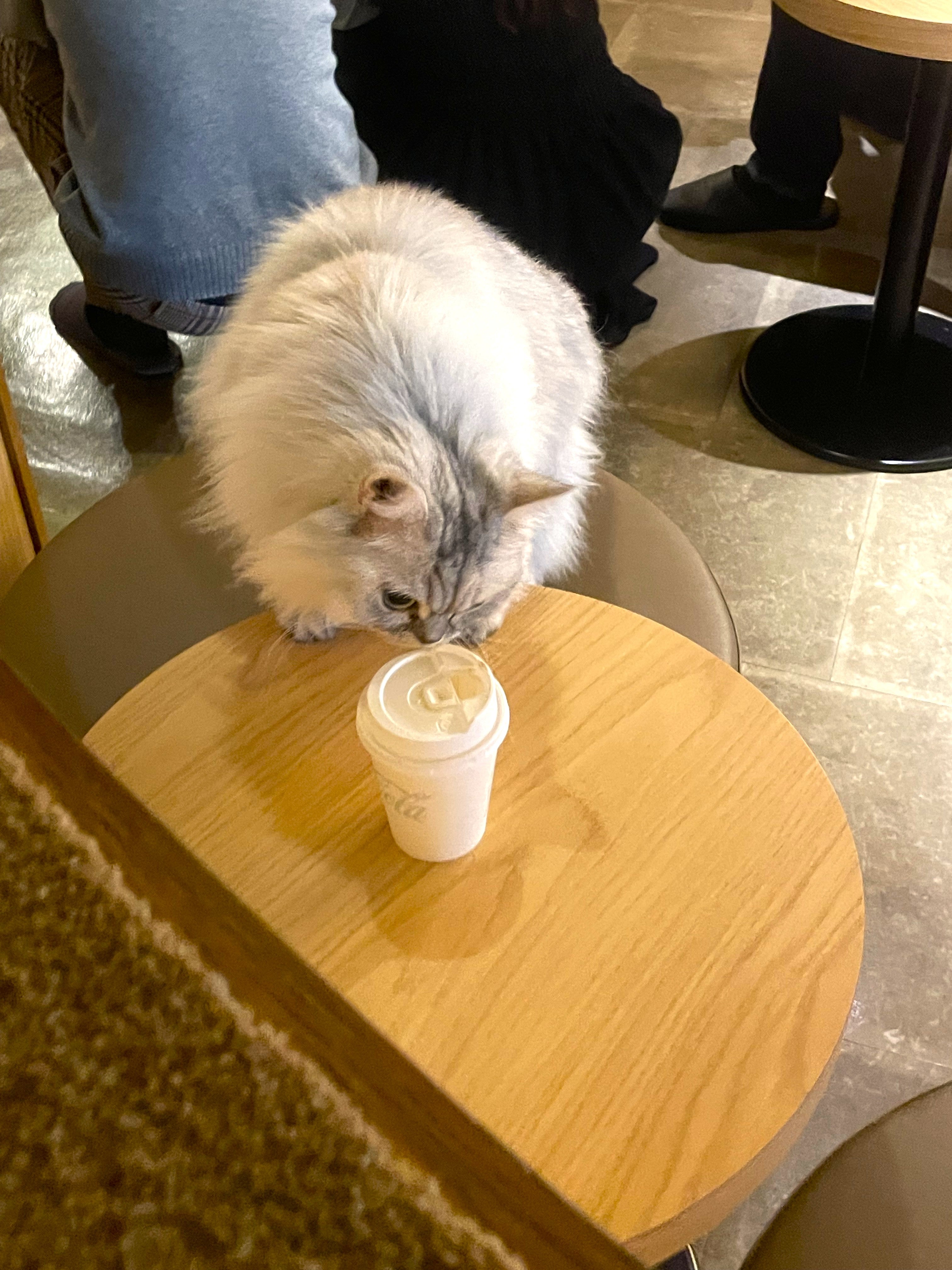 東京貓迷夢幻一日遊|豪德寺招財貓 × 新宿3D貓 × 人氣貓咖啡廳巡禮