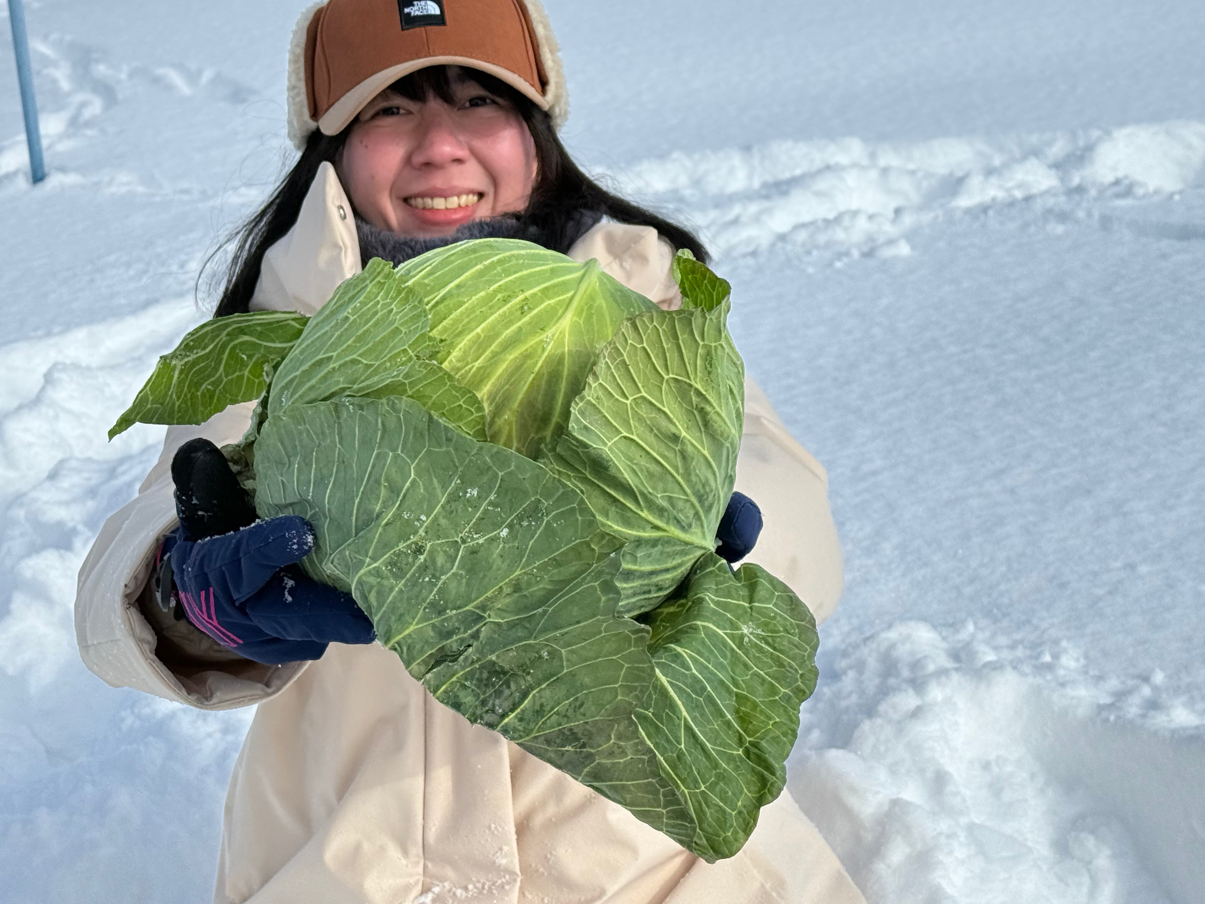 北海道|富良野冬季限定雪下越冬高麗菜收穫體驗