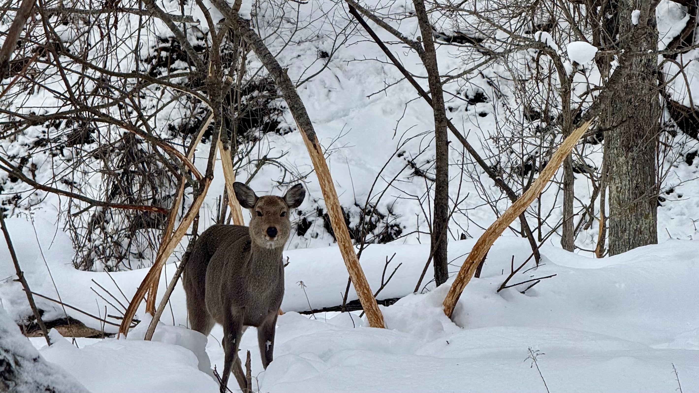 支笏湖|冬季獨木舟|不凍湖的冰之風景