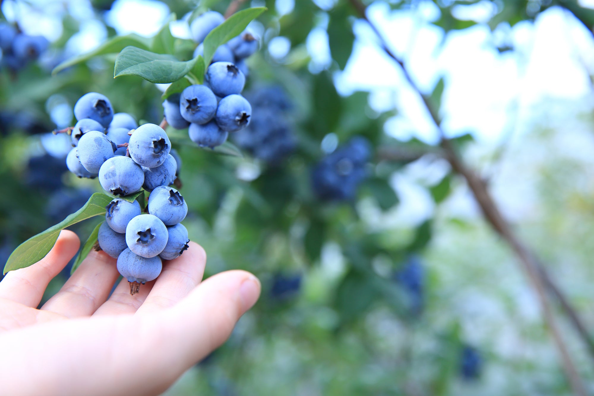東京出發|玉原薰衣草公園 × 迦葉山龍華院彌勒寺 × 原田農園水果採摘