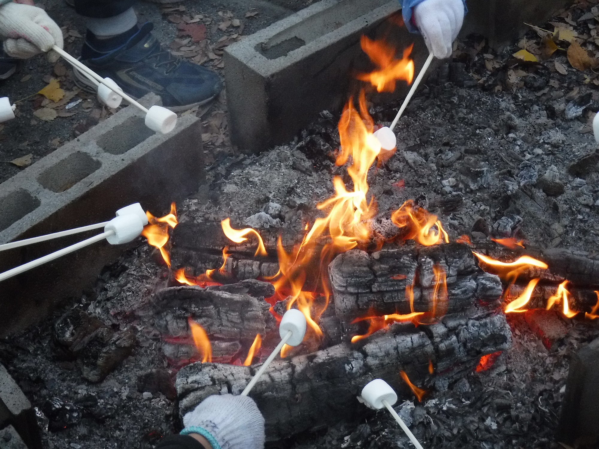 2天1夜 |白神山|世界遺產下體驗雪鞋健行體驗|附咖啡和烤棉花糖體驗+1晚住宿