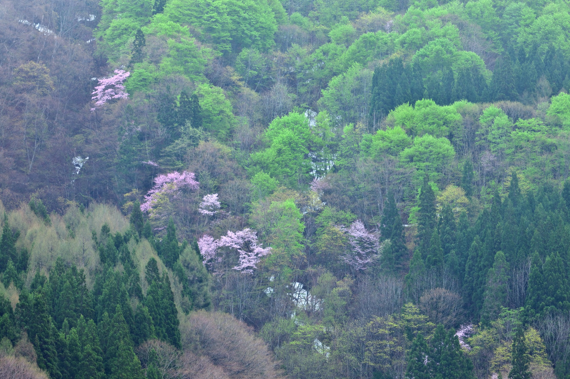 秋田里山獵人文化兩天一夜|熊之道 × 山村文化 × 傳統生活體驗