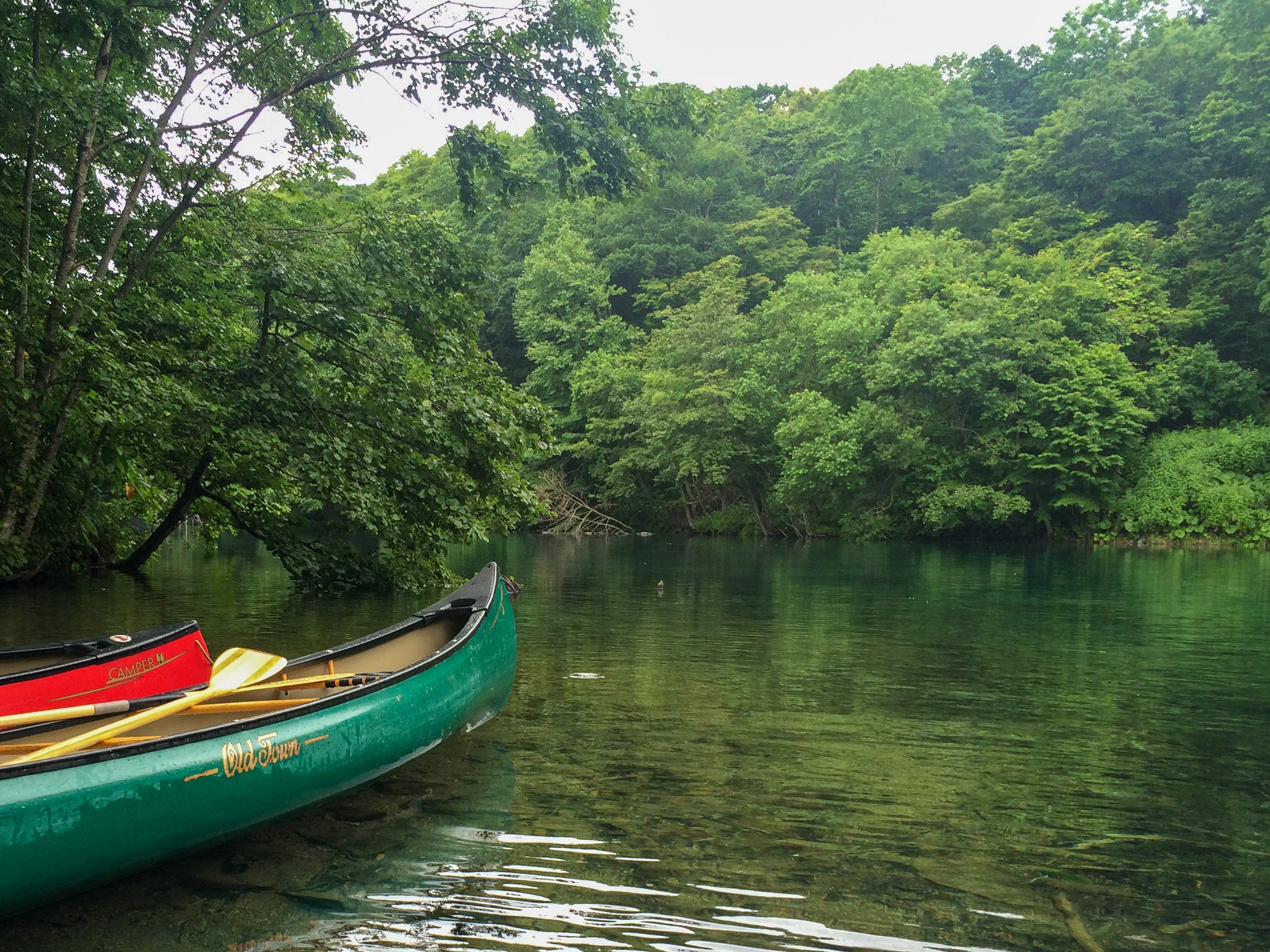北海道千歲美美川獨木舟體驗|夏季限定・靜謐森林水上探險