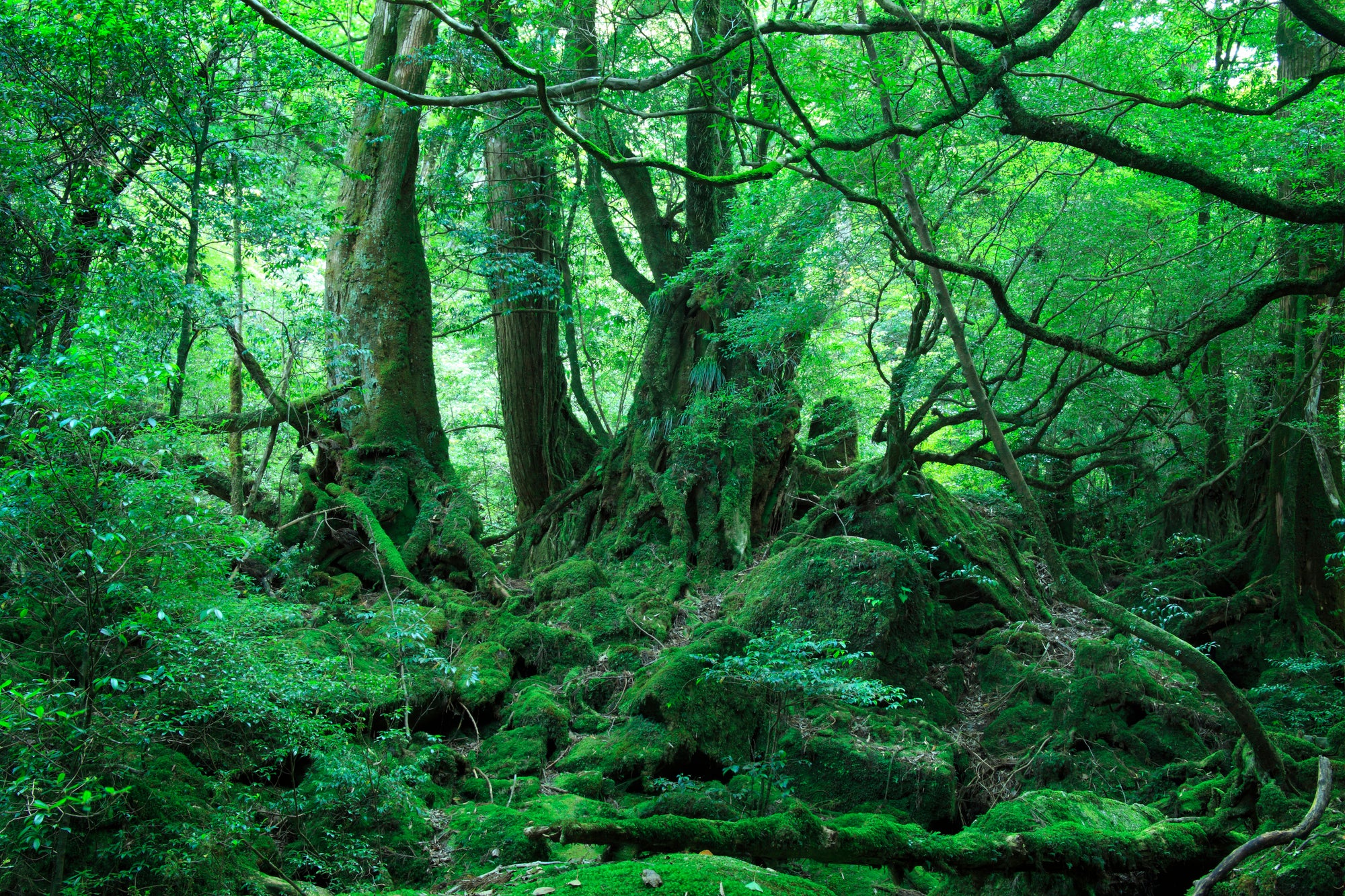【鹿兒島微醺】苔原林地與遠方的潮聲:橫越山海的靈魂秘境 |三天兩夜山海之旅|鹿兒島縣屋久島|島嶼的小酌時光