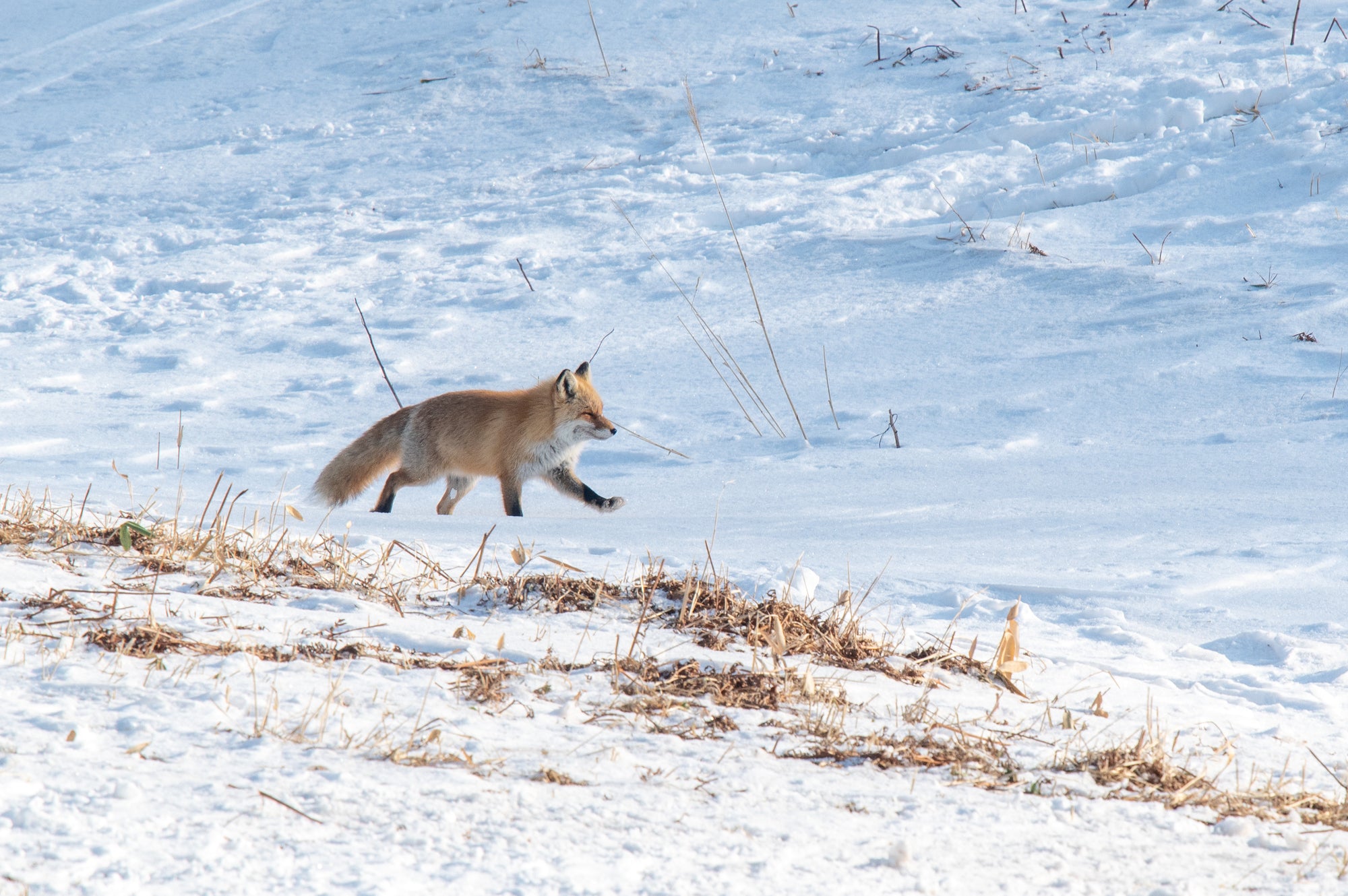 札幌出發| 當天來回|北海道當地獵人的狩獵體驗體驗