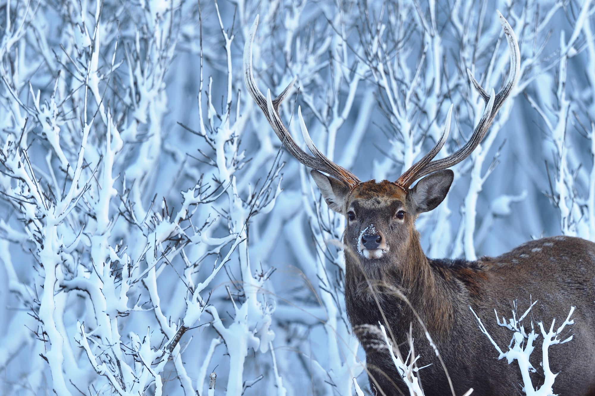 已截止【2023冬季.北海道人文旅行】
