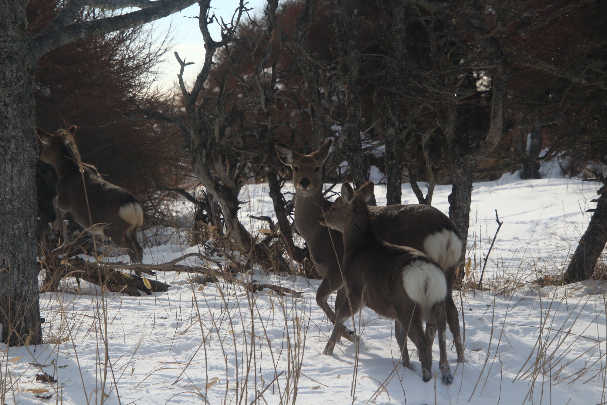 札幌出發| 當天來回|北海道當地獵人的狩獵體驗體驗