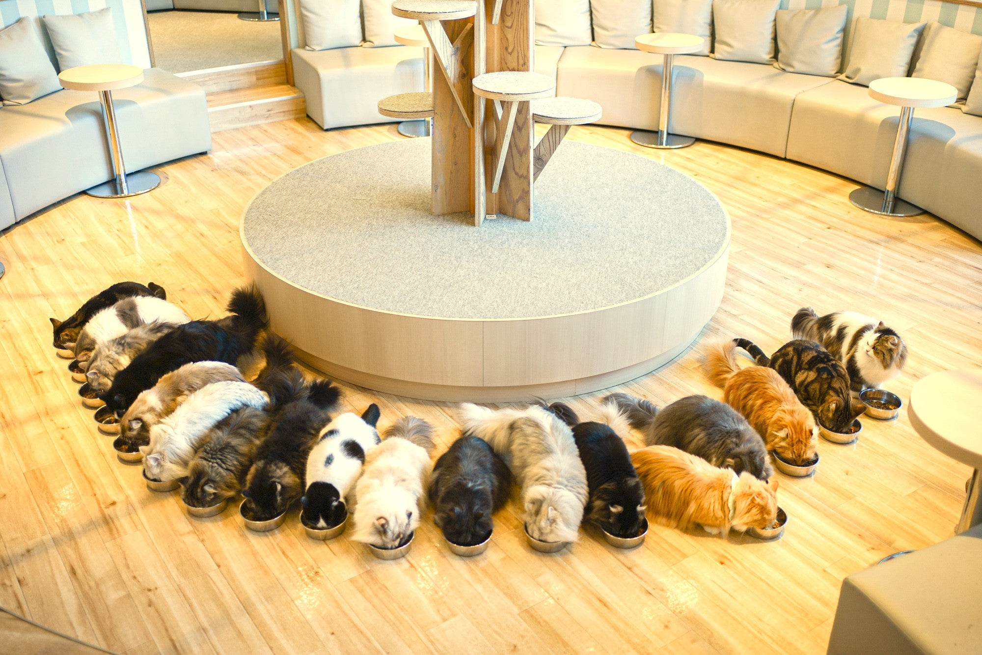 東京貓迷夢幻一日遊|豪德寺招財貓 × 新宿3D貓 × 人氣貓咖啡廳巡禮