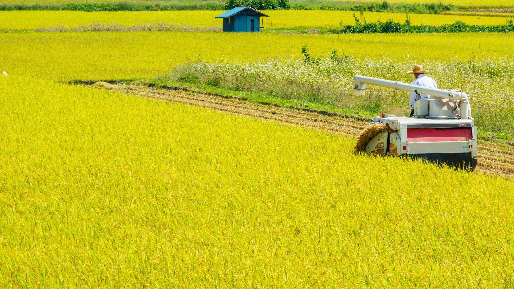 <秋田2泊3日>新幹線之旅!與秋田犬親密接觸,在鄉間悠閒地享受大自然。