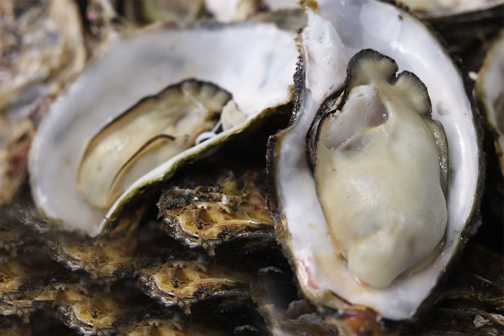 名古屋發一日巴士|伊勢神宮・內宮參拜+浦村牡蠣烤&蒸吃到飽 100 分鐘+赤福伴手禮