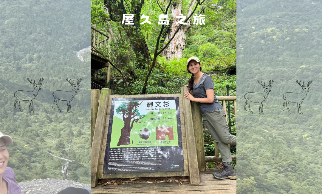 【屋久島的魅力連載】拜訪七千年神木「繩文杉」