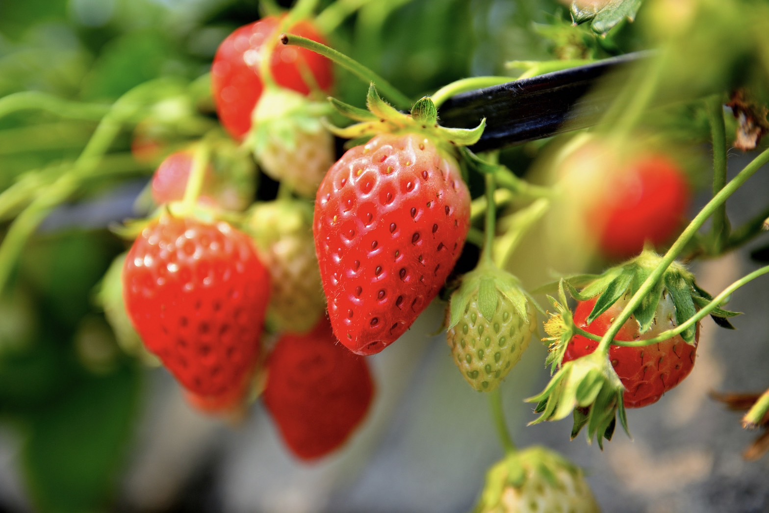 2024 北海道採果-草莓吃到飽-比布