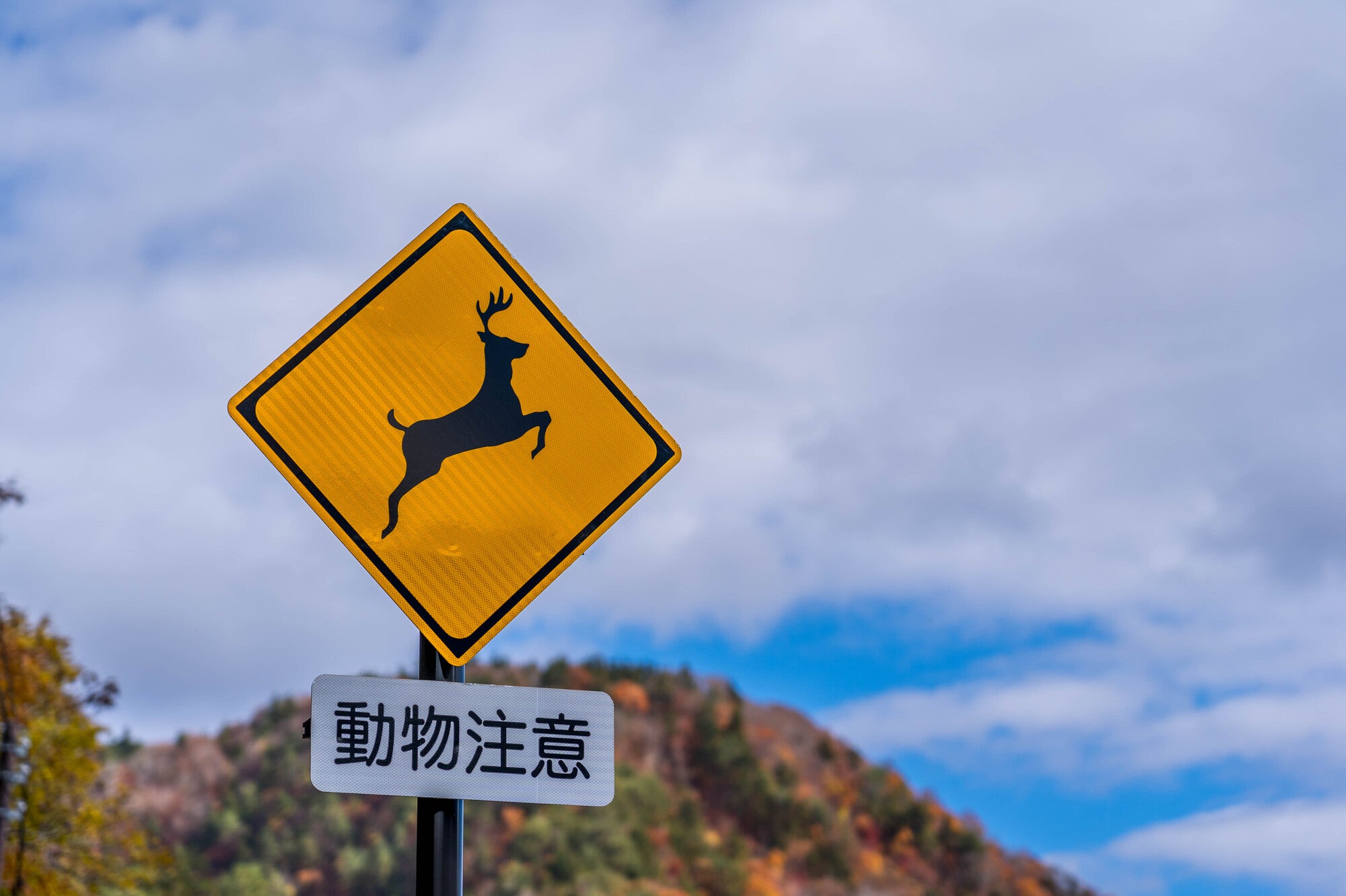 北海道自駕-鹿事故經驗分享