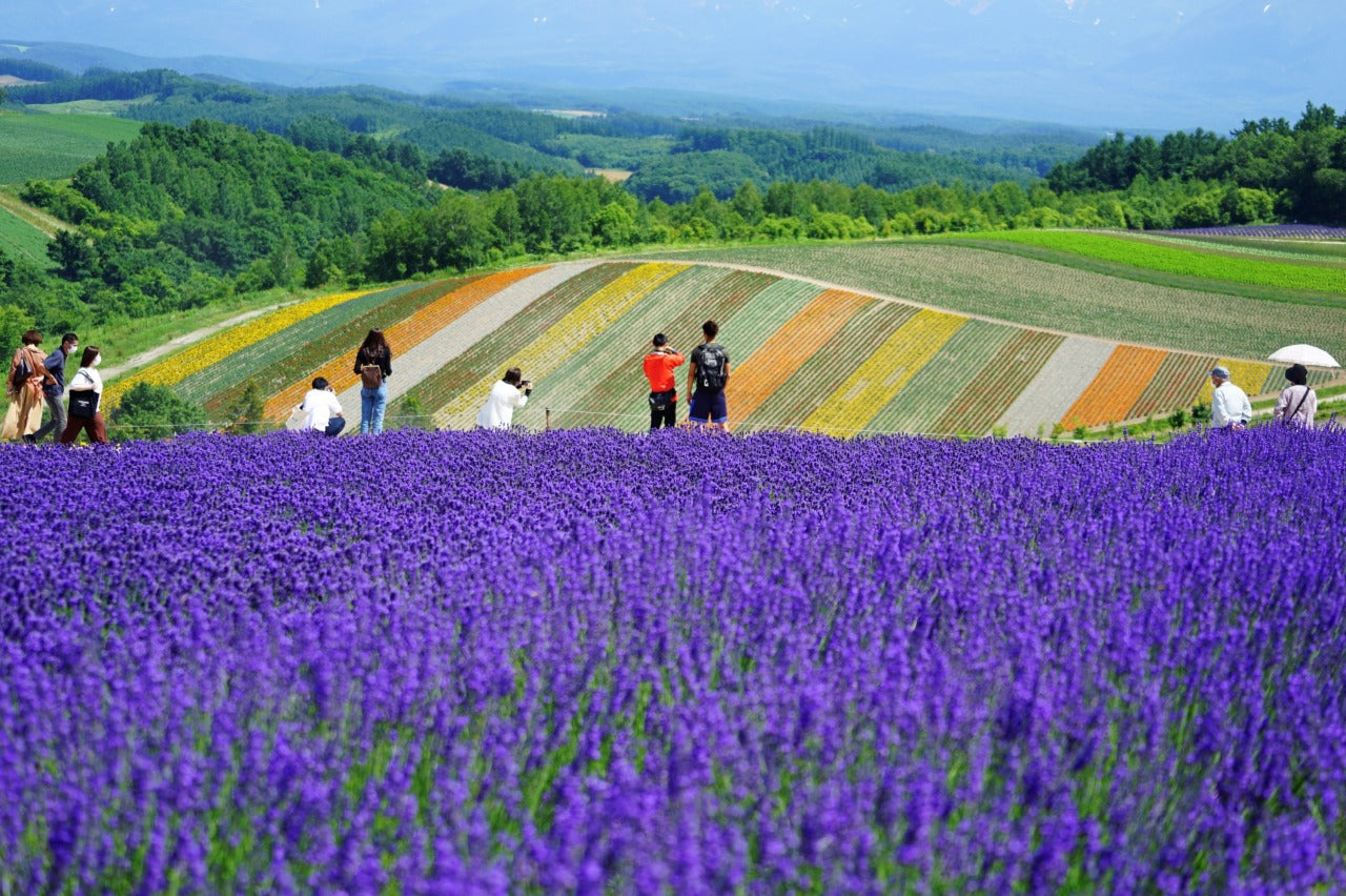 旭川市區出發｜一日包車觀光