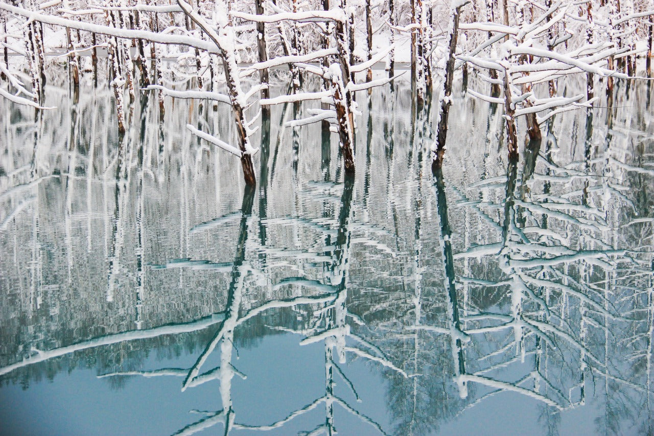旭川市區出發｜一日包車觀光