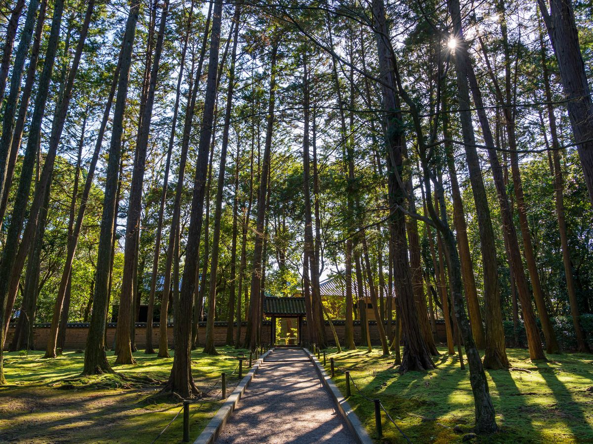 奈良車站出發・世界遺產巴士一日遊｜法隆寺・中宮寺・慈光院・藥師寺・唐招提寺