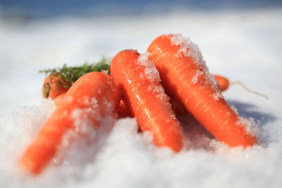 新潟・津南｜雪下胡蘿蔔掘掘樂體驗｜甜度12°冬藏蔬菜 × 豪雪限定親子活動