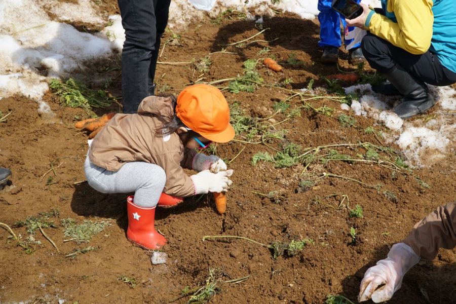 新潟・津南｜雪下胡蘿蔔掘掘樂體驗｜甜度12°冬藏蔬菜 × 豪雪限定親子活動