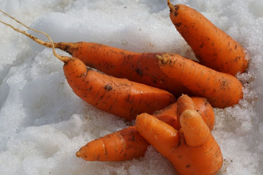 新潟・津南｜雪下胡蘿蔔掘掘樂體驗｜甜度12°冬藏蔬菜 × 豪雪限定親子活動