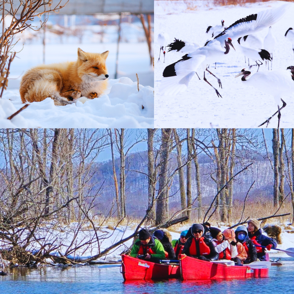 【限定1團】北海道道東冬季奇幻之旅 | 絕美雪景與米其林盛宴 | 5天4夜夢幻體驗