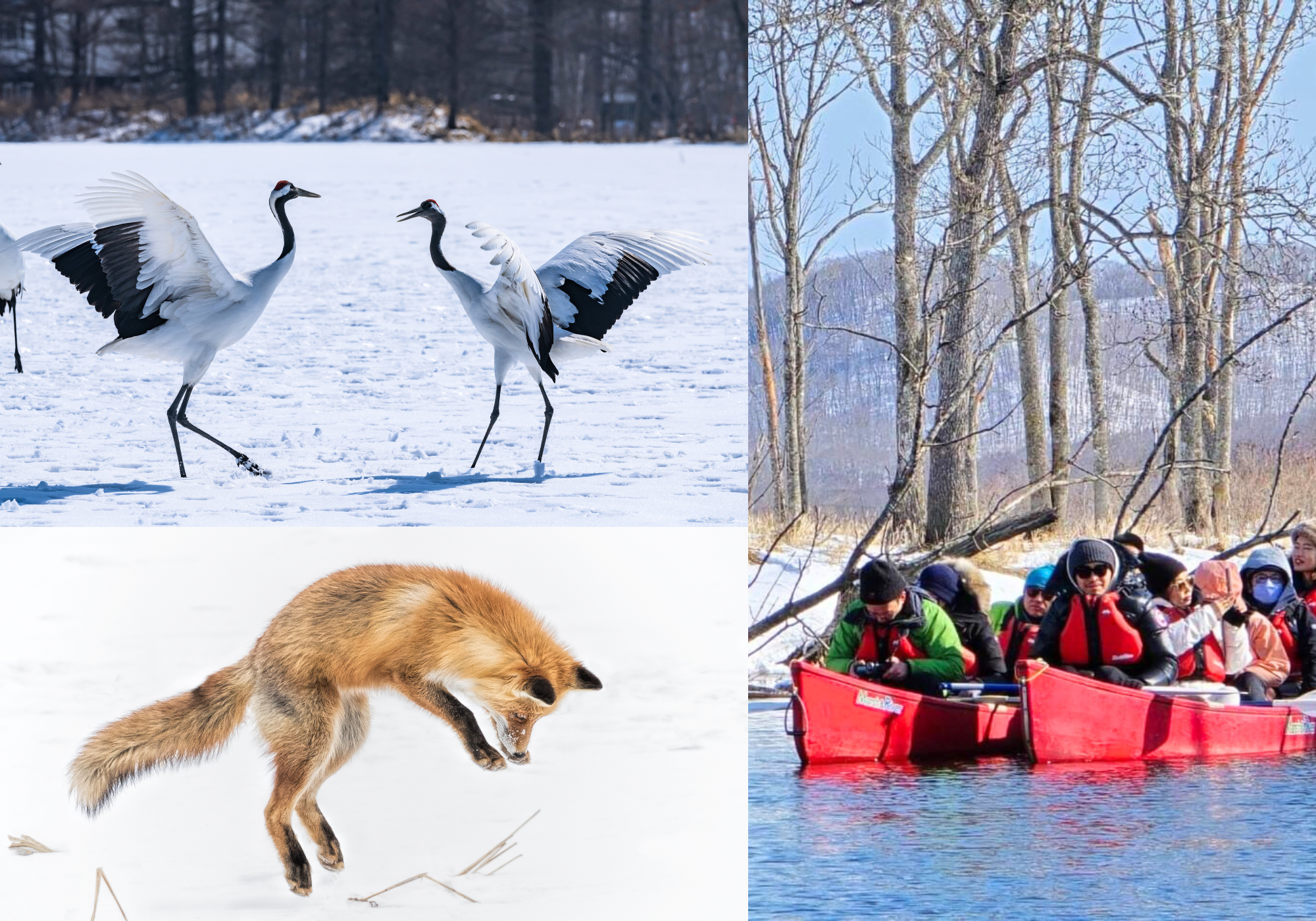 【限定1團】北海道道東冬季奇幻之旅 | 絕美雪景與米其林盛宴 | 5天4夜夢幻體驗