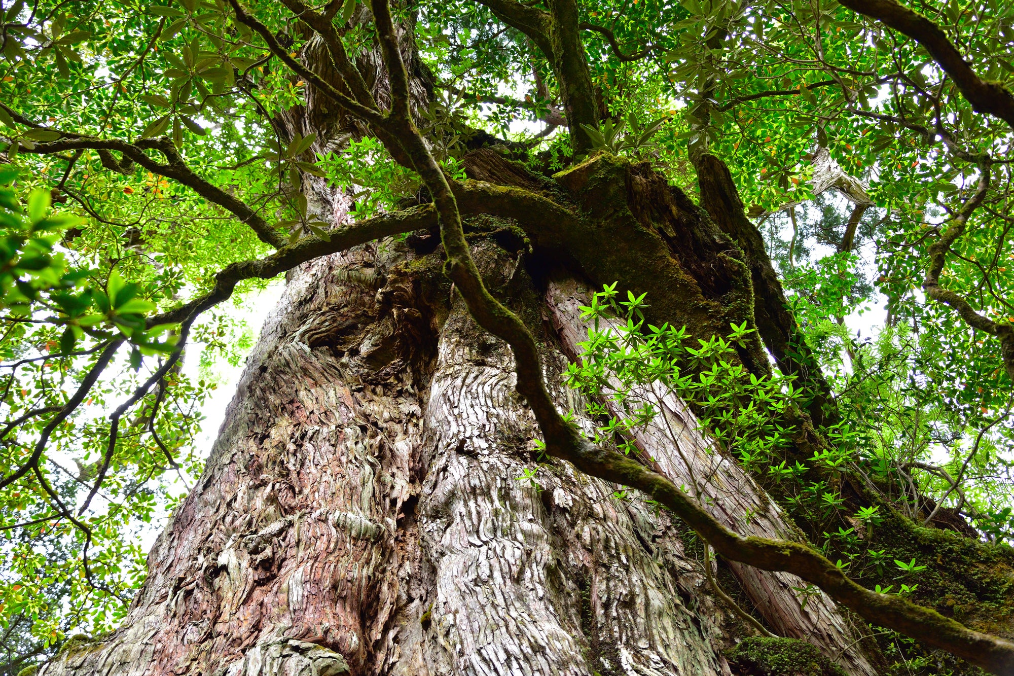 【鹿兒島微醺】苔原林地與遠方的潮聲：橫越山海的靈魂秘境 ｜三天兩夜山海之旅｜鹿兒島縣屋久島｜島嶼的小酌時光