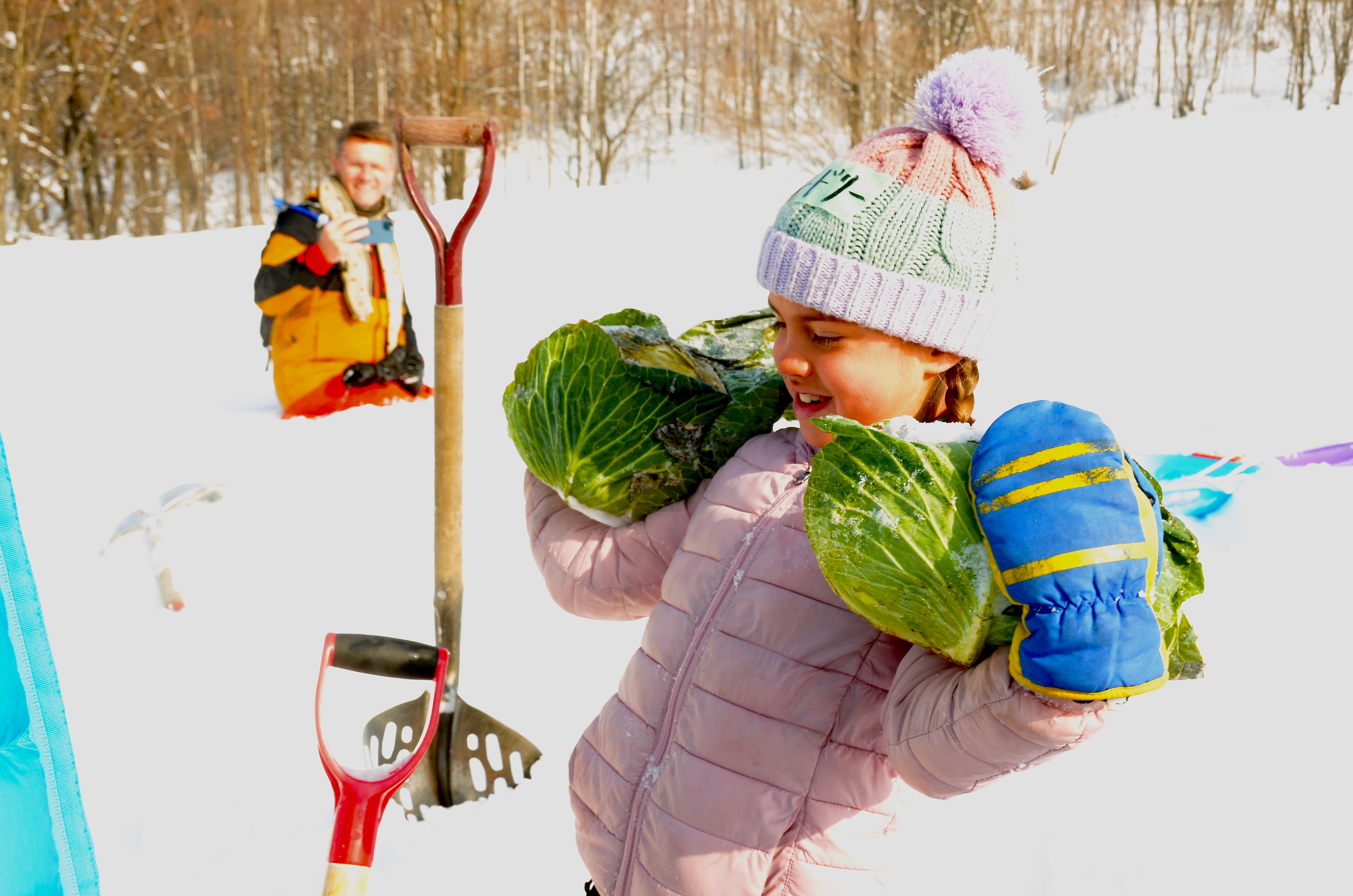 北海道｜富良野冬季限定雪下越冬高麗菜收穫體驗