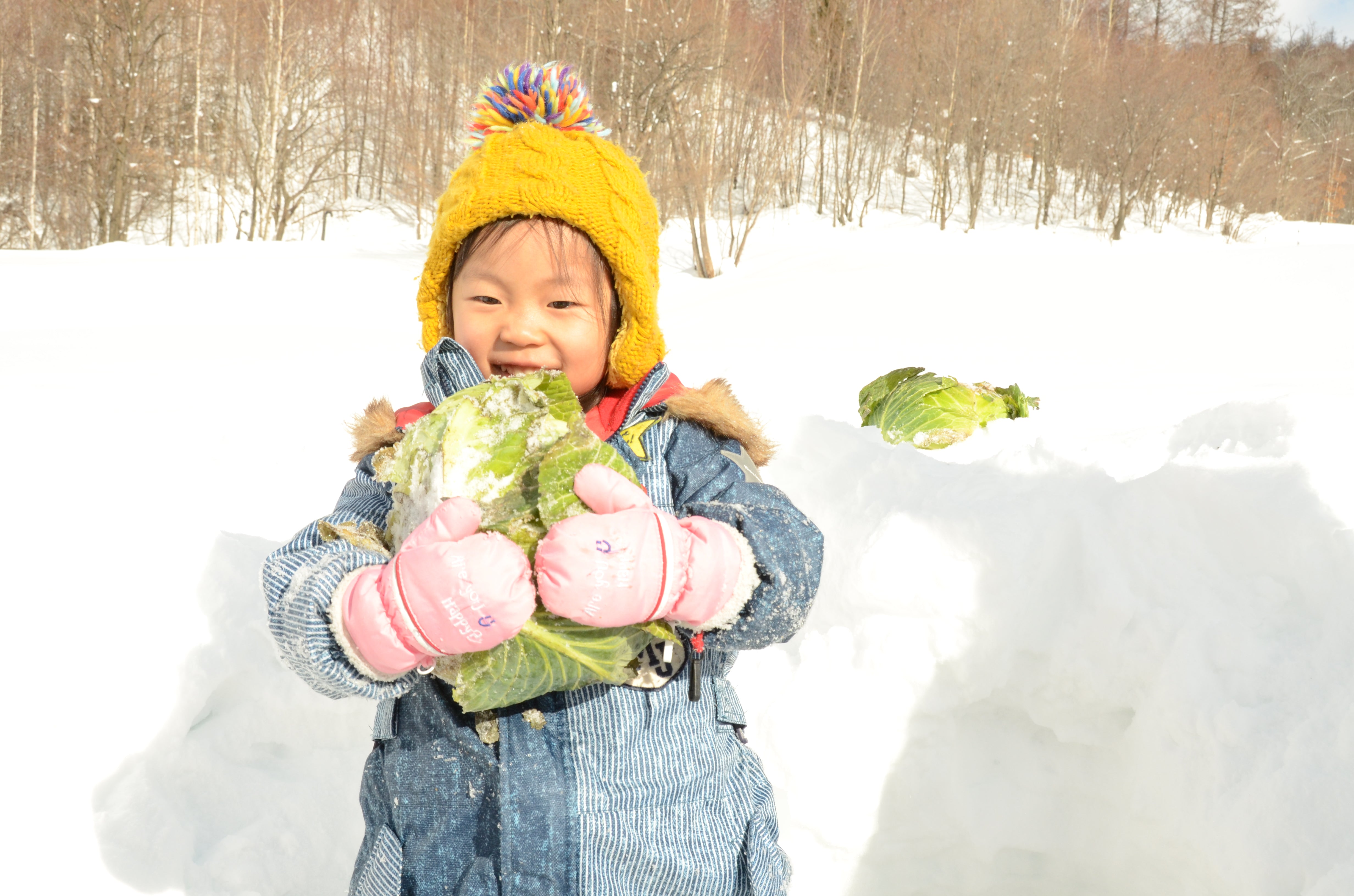 北海道｜富良野冬季限定雪下越冬高麗菜收穫體驗