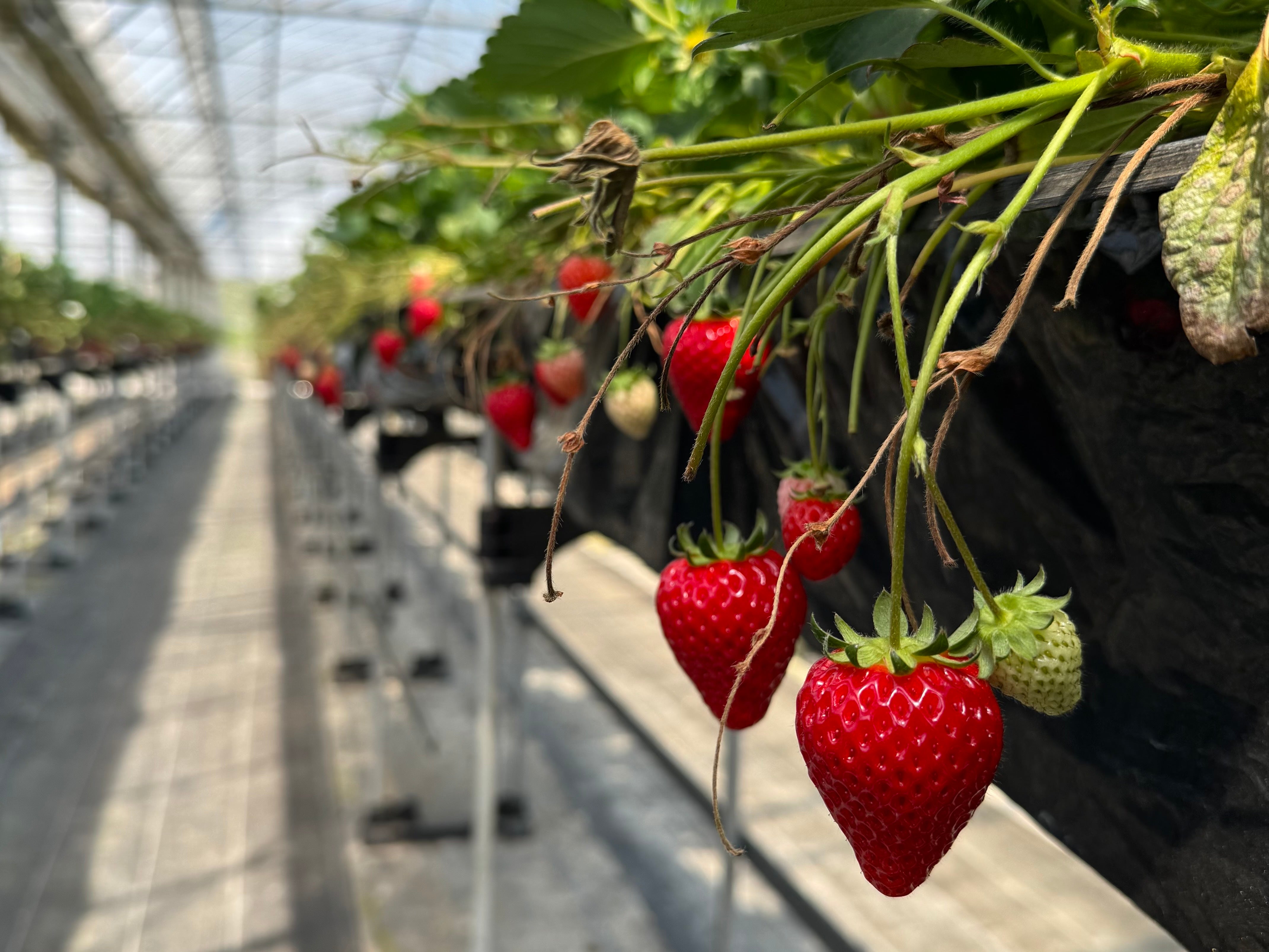 探索茨城・春日運動旅程 ｜4天3夜冒險之旅