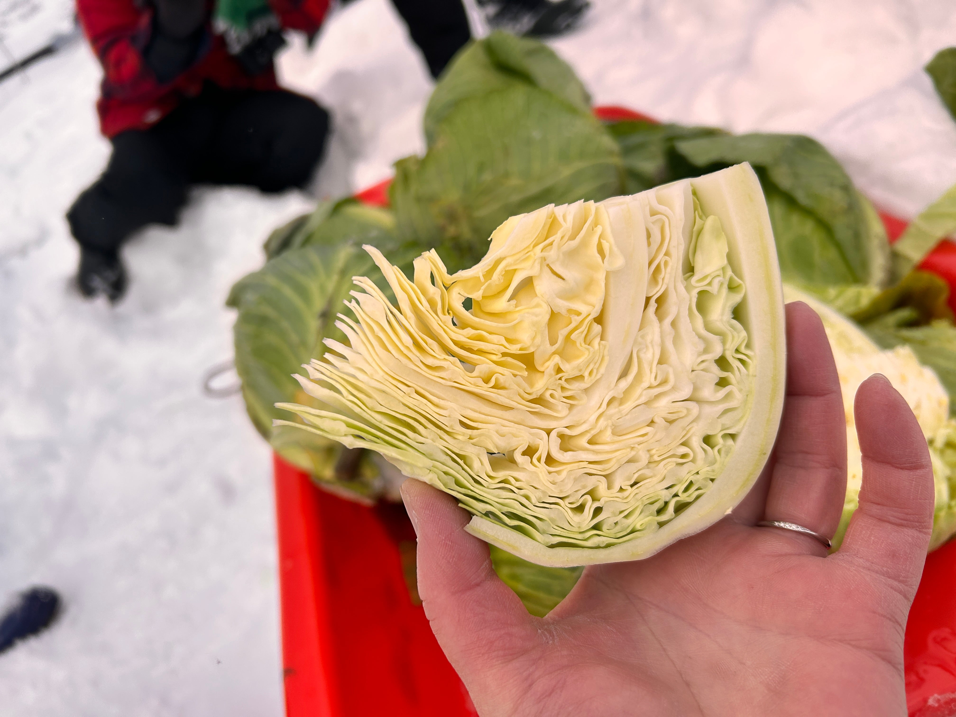北海道｜富良野冬季限定雪下越冬高麗菜收穫體驗